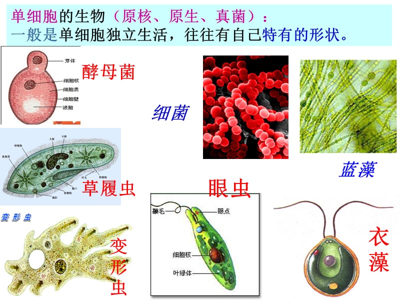 细胞的形态和功能.ppt_第2页