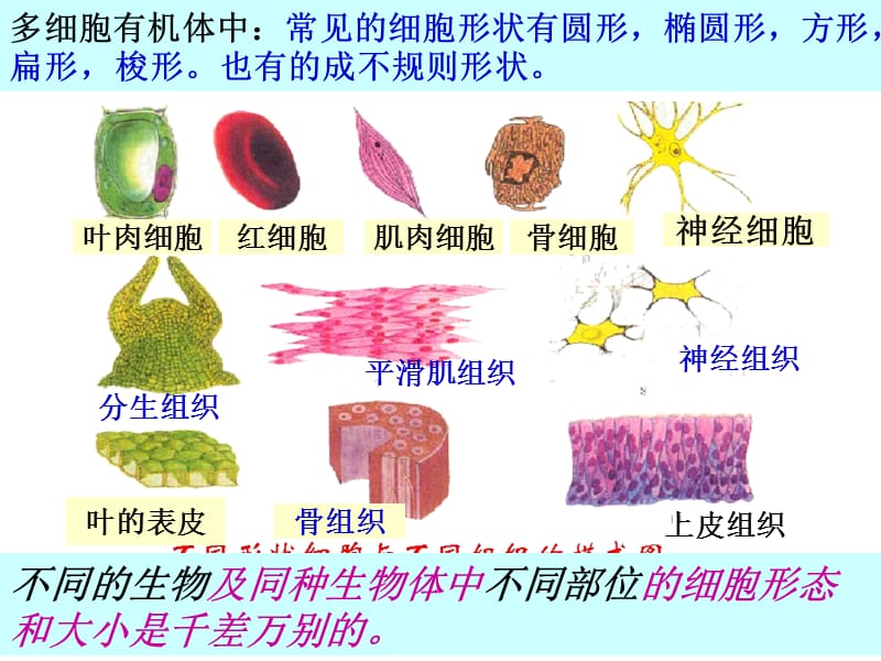 细胞的形态和功能.ppt_第3页