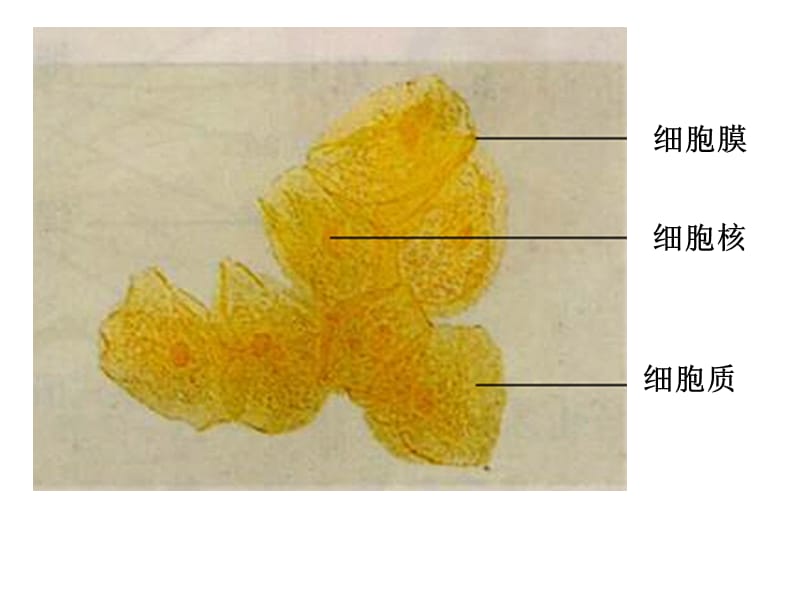 生物：3.2细胞器——系统内的分工合作(新人教版必修一).ppt_第1页