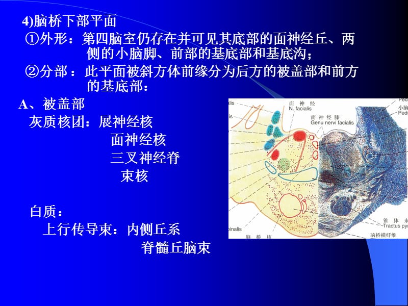 脑干内部结构：脑桥、中脑.ppt_第2页