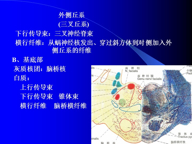 脑干内部结构：脑桥、中脑.ppt_第3页