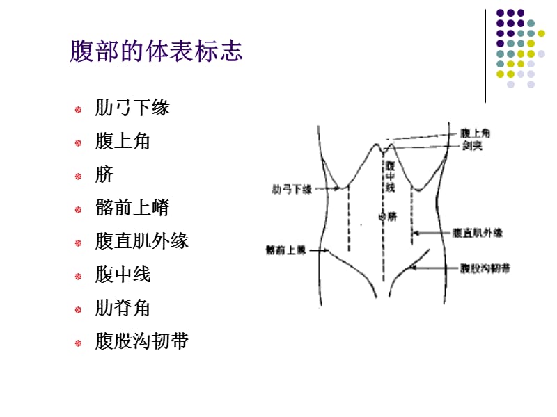 腹部.ppt_第2页