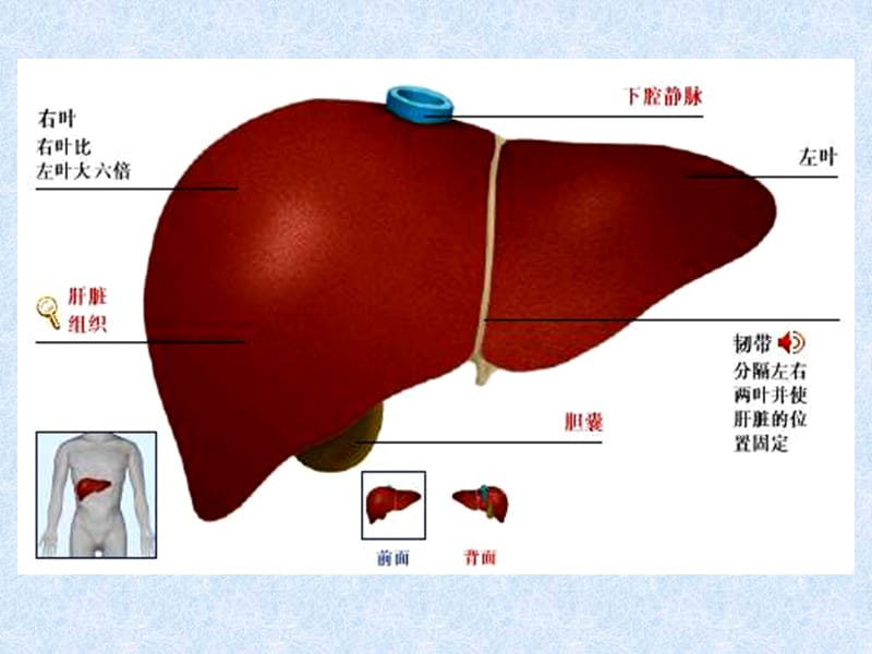 肝胆生化与肝脏疾病.ppt_第3页