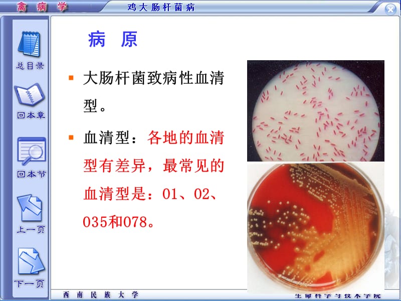 禽病学课件.ppt_第3页