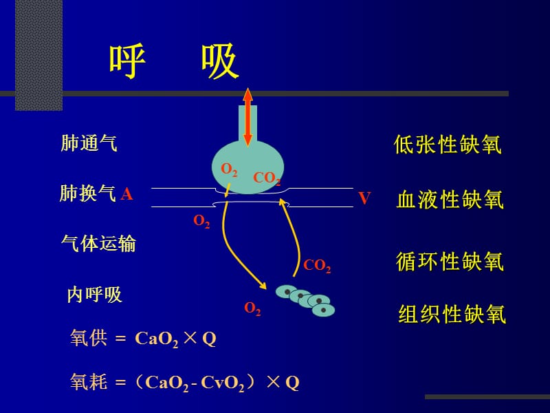 病理生理学第6版课件(缺氧),.ppt_第3页