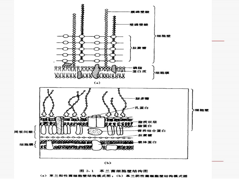 生物细胞：4第四章 微生物细胞的破碎.ppt_第3页