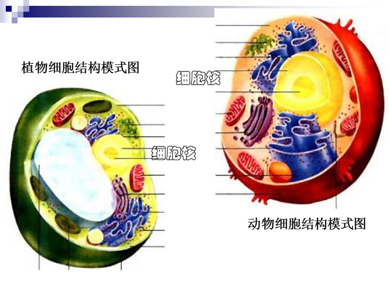 细胞核公开课.ppt_第1页