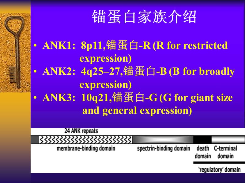 锚蛋白B调部分心脏离子通道和转运体的研究.ppt_第3页