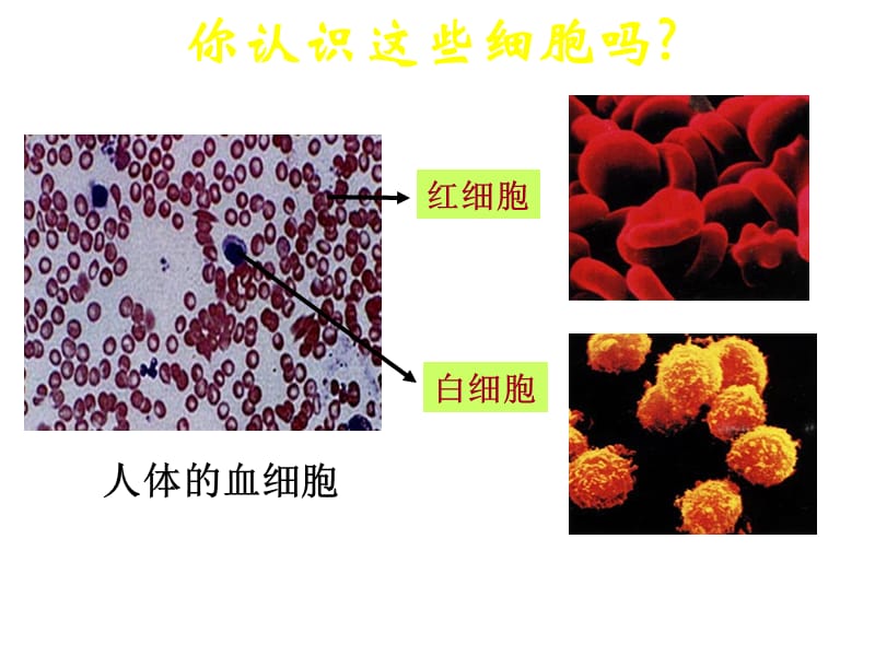 细胞的多样性和统一性.ppt_第2页