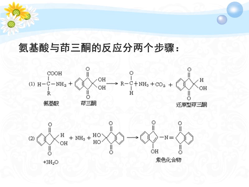 氨基酸含量的测定-茚三酮比色法.ppt_第2页