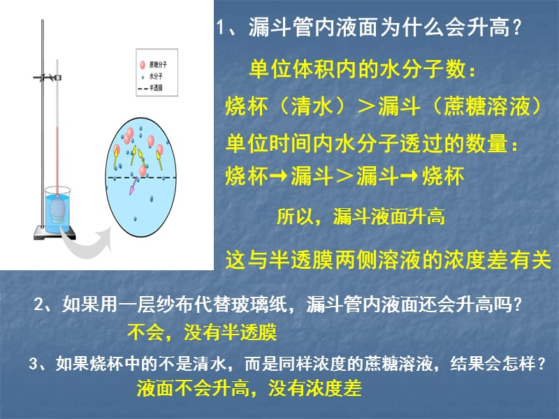 生物：4.1《物质跨膜运输的实例》课件(1)(新人教版必修1).ppt_第3页