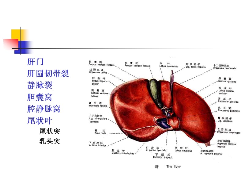 腹部的断面解剖学.ppt_第3页