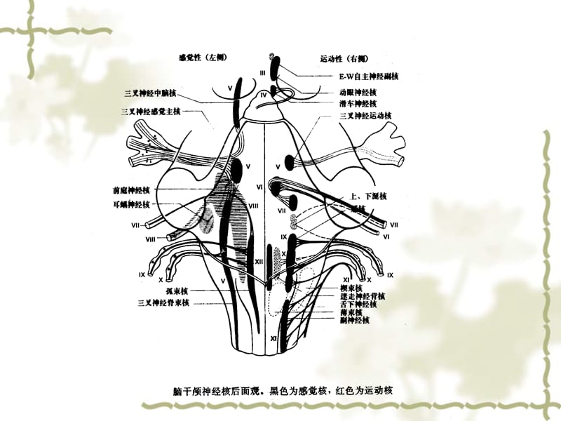 颅神经病变的检查.ppt_第3页