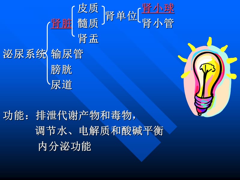 肾小球肾炎肾盂肾炎肿瘤.ppt_第2页