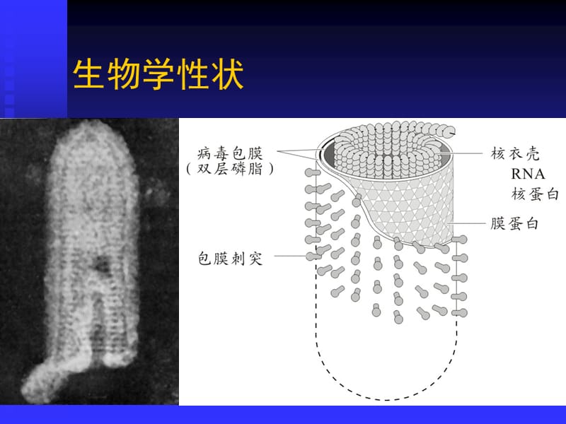 医学微生物学课件.ppt_第2页