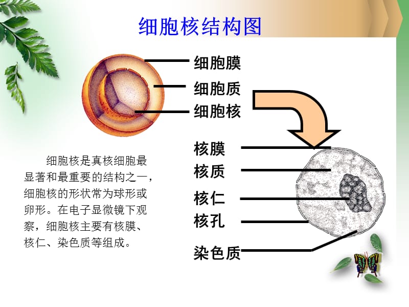 苏教版—细胞核.ppt_第2页