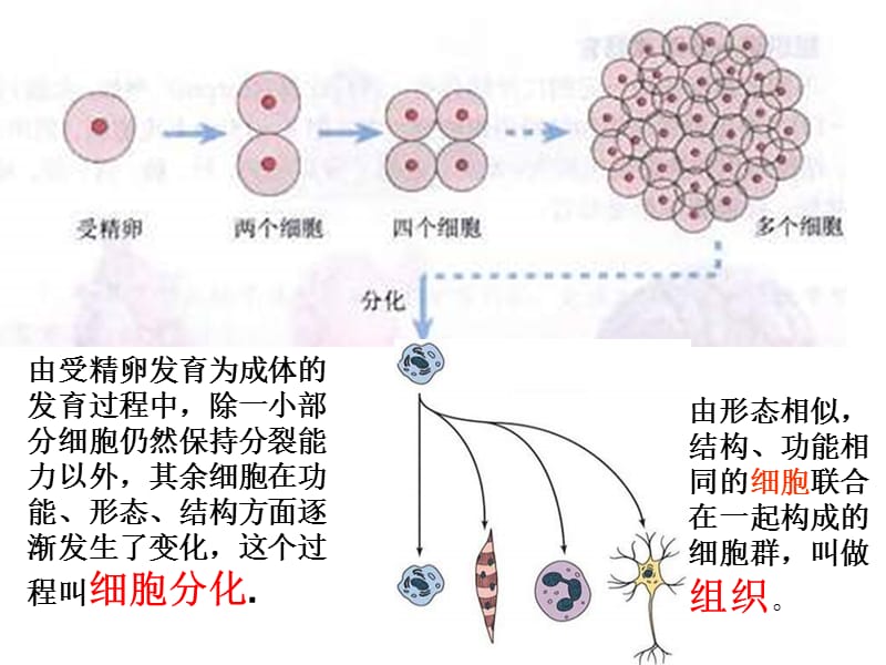 生物：4.2《多细胞生物体的组成》课件2(苏教版七年级上).ppt_第3页