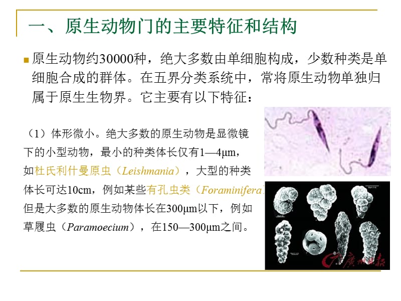 原生动物门-吴文婷.ppt_第2页