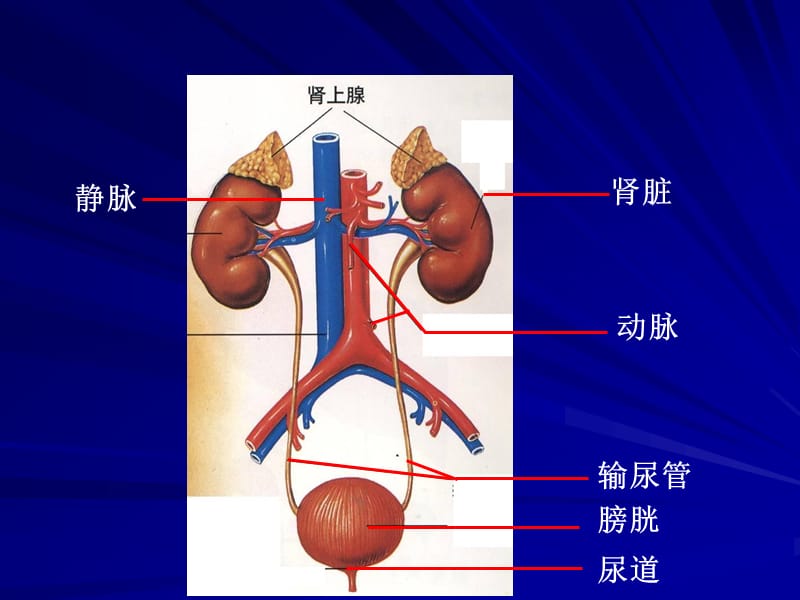 肾脏的结构(4月10).ppt_第2页