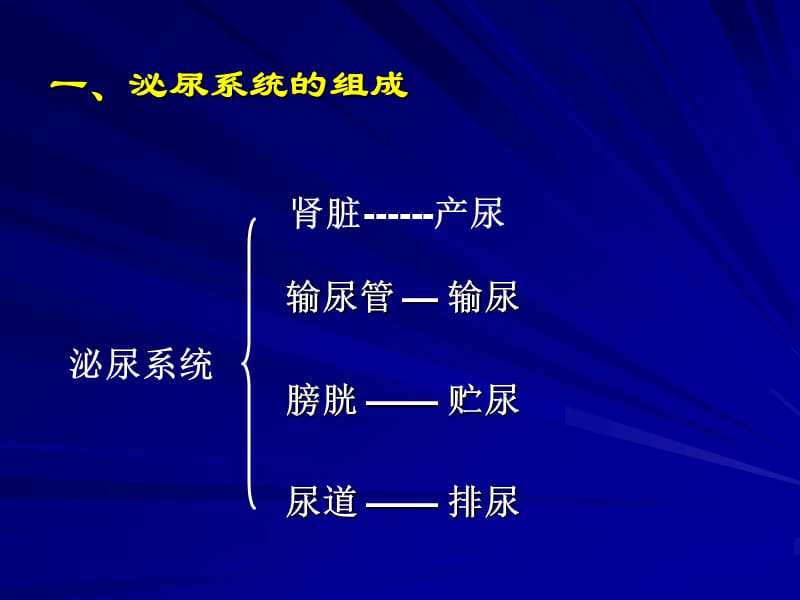 肾脏的结构(4月10).ppt_第3页