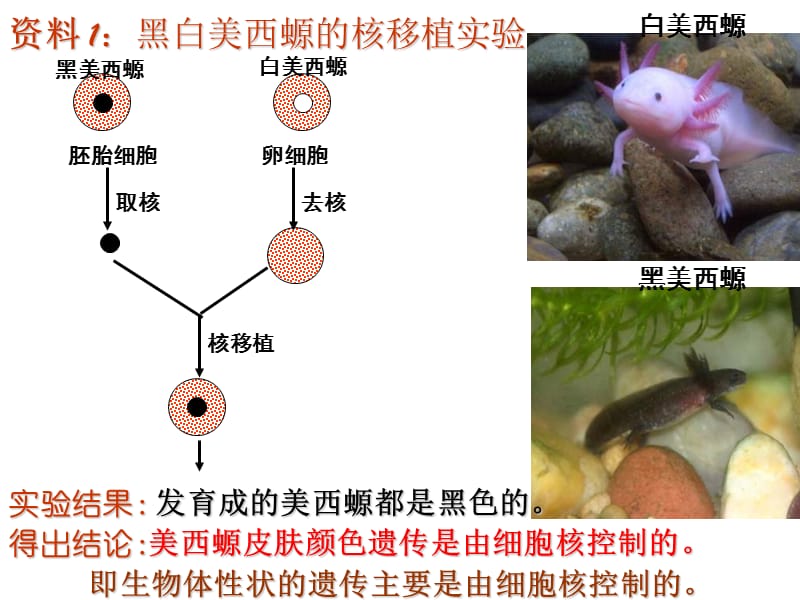 细胞核和细胞实验.ppt_第3页