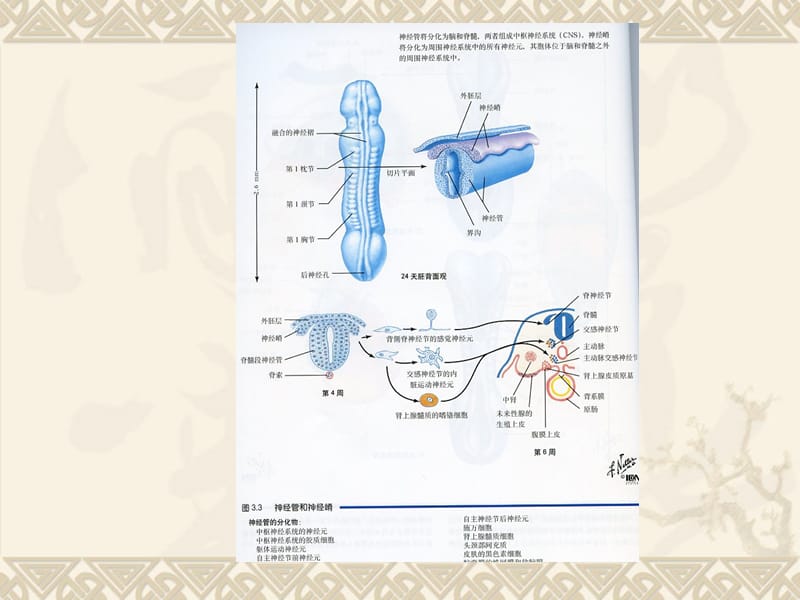 最终26神经系统发生.ppt_第3页