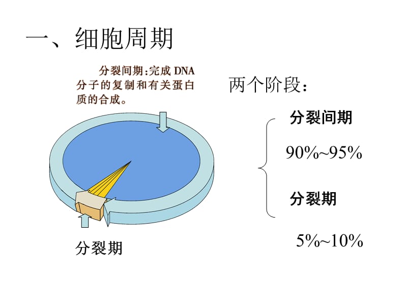 细胞的分裂.ppt_第3页