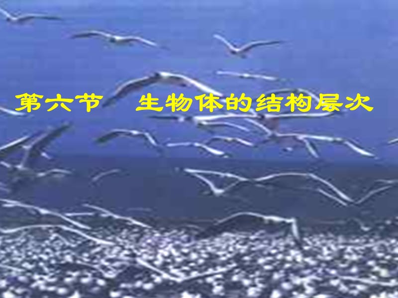 生物的结构层次--浙教版.ppt_第1页