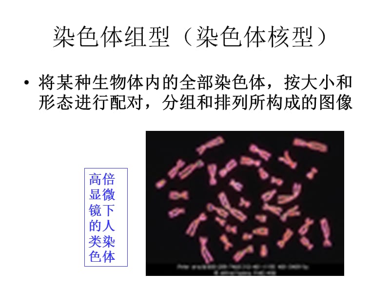 生物：2.3《性染色体与伴性遗传》课件(浙科版必修2).ppt_第3页