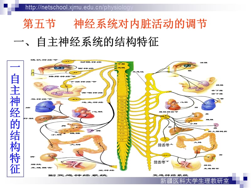 神经系统对内脏活动调节4.ppt_第3页