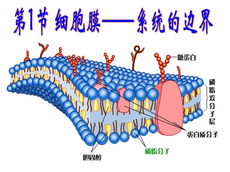 细胞膜系统的边界.ppt_第2页