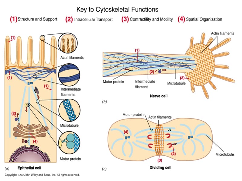 细胞生物学教程 第九章+细胞骨架.ppt_第3页