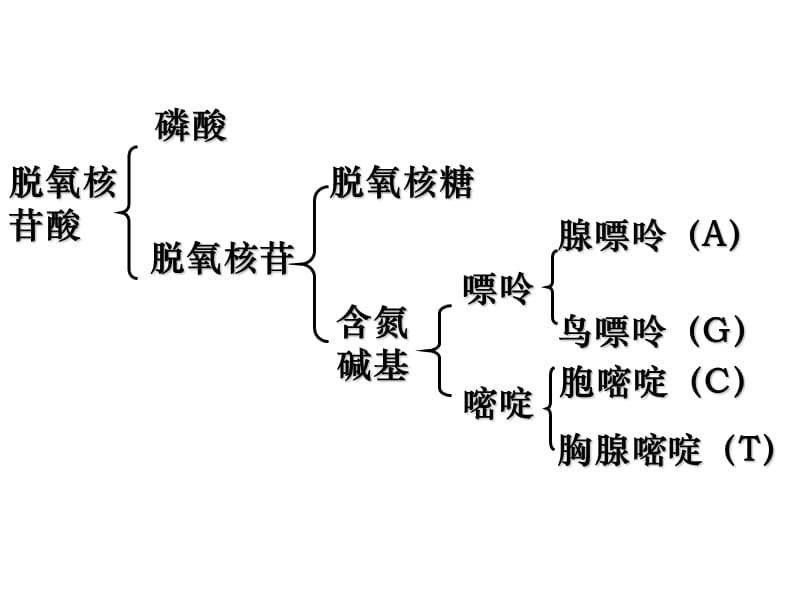 生物：5.2《多聚酶链式反应扩增DNA片段》课件(新人教版选修1).ppt_第3页