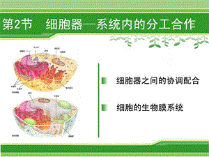 细胞器——系统内的分工合作(第二课时).ppt