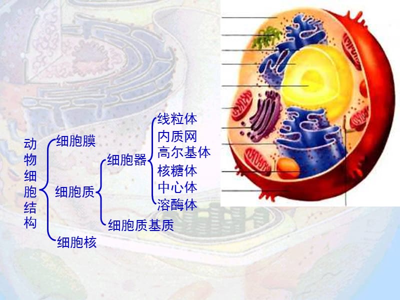 萝卜家园尝试将8种细胞器进行分类.ppt_第3页