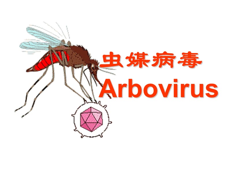 虫媒病毒Arbovirus.ppt_第1页