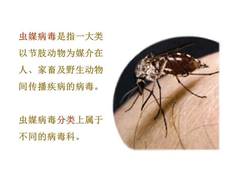 虫媒病毒Arbovirus.ppt_第3页