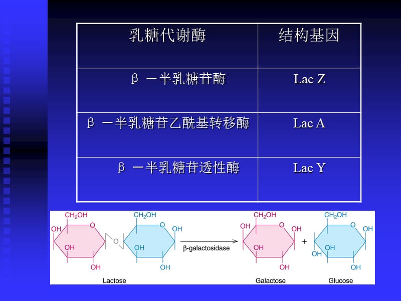 原核生物基因表达调控.ppt_第3页