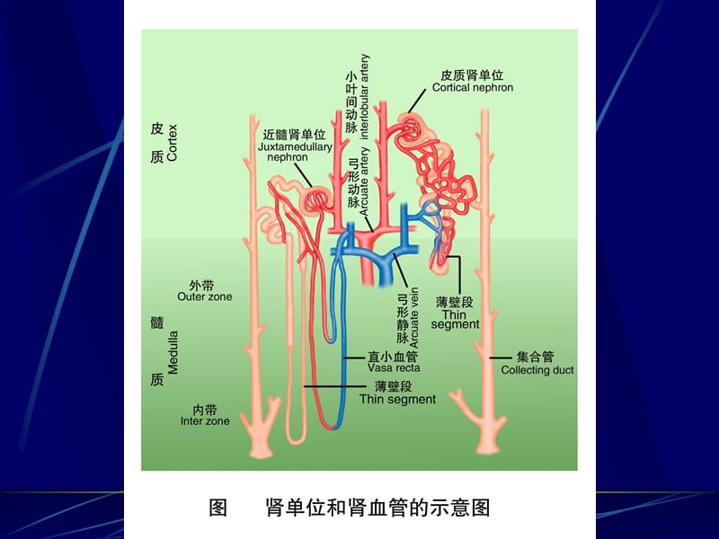 第八章肾脏的排泄之第三节与第四节小管转运和尿液浓缩.ppt_第3页