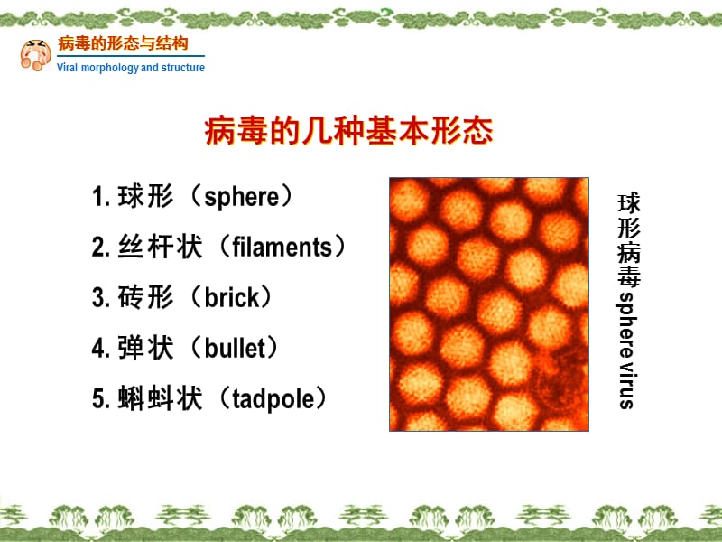 病毒的形态增殖与变异.ppt_第3页