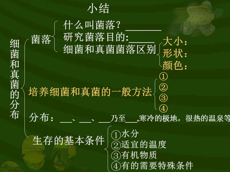 细菌和真菌分布.ppt_第1页