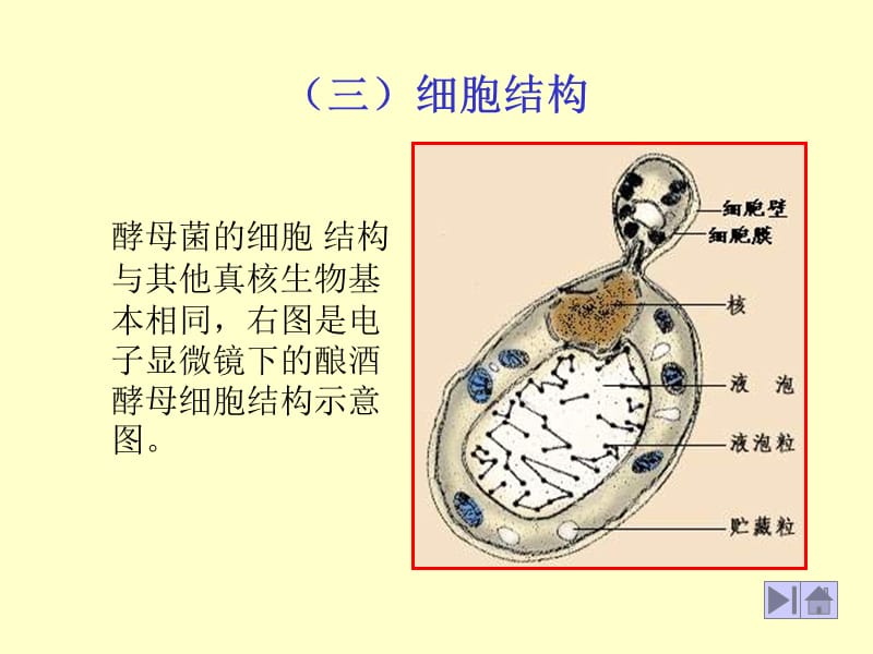 酵母菌的细胞结构与其他真核生物基本相同右图是电子显微.ppt_第1页