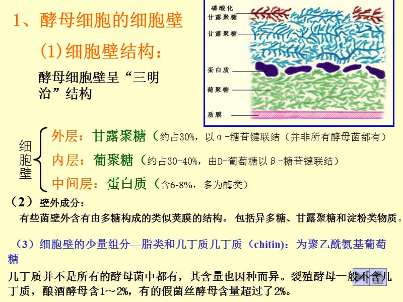 酵母菌的细胞结构与其他真核生物基本相同右图是电子显微.ppt_第2页