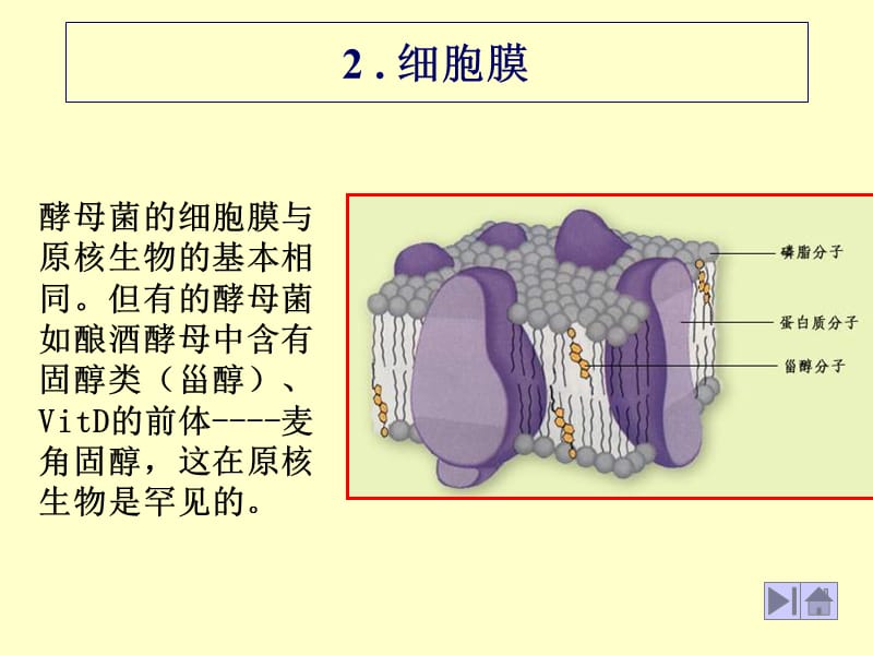 酵母菌的细胞结构与其他真核生物基本相同右图是电子显微.ppt_第3页