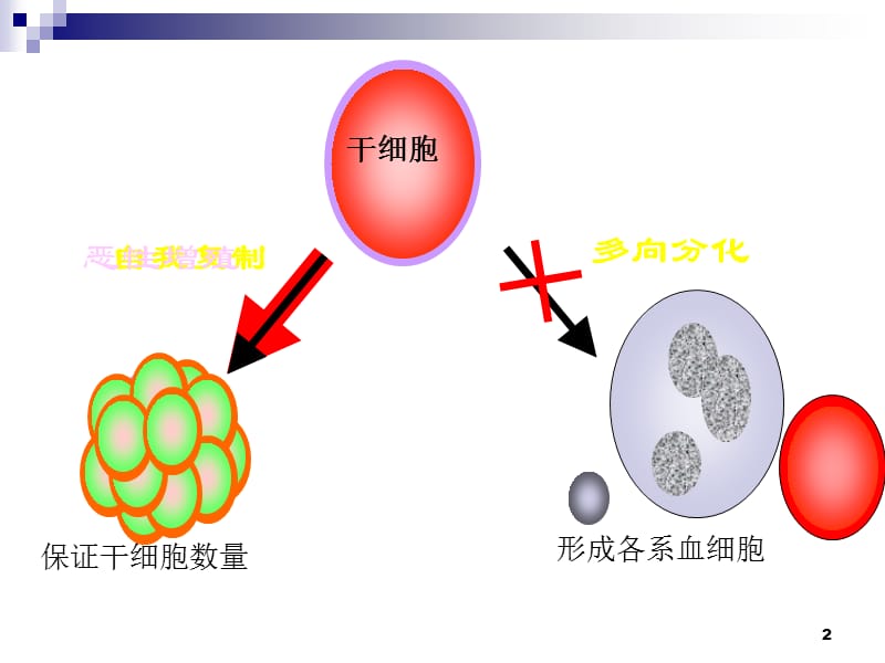 白血病.ppt_第2页