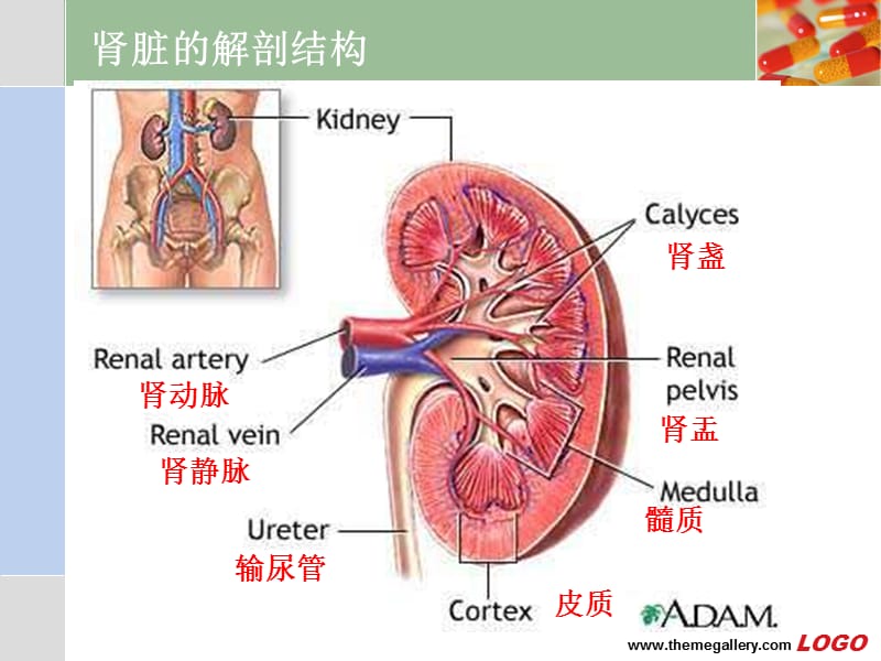 肾脏疾病常见症状及诊断.ppt_第2页