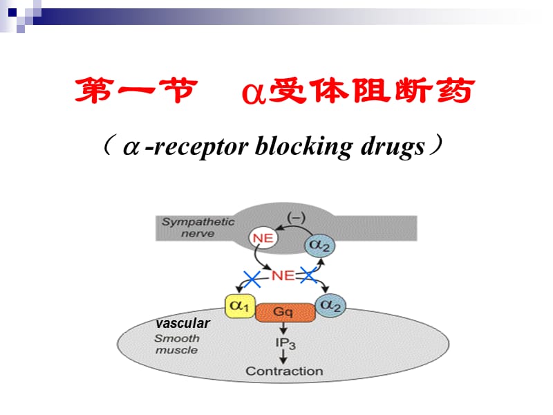 肾阻断药.ppt_第2页