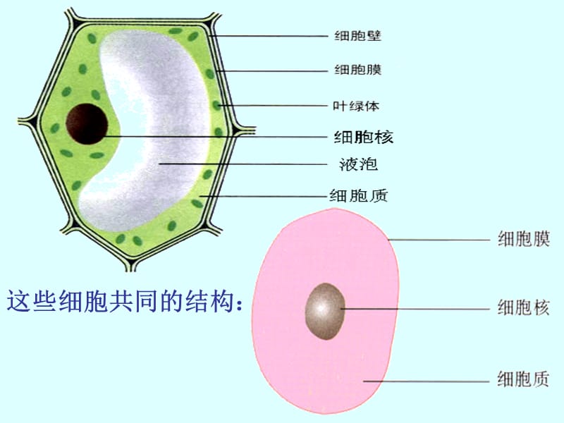 细胞的多样性和统一性__课件.ppt_第3页