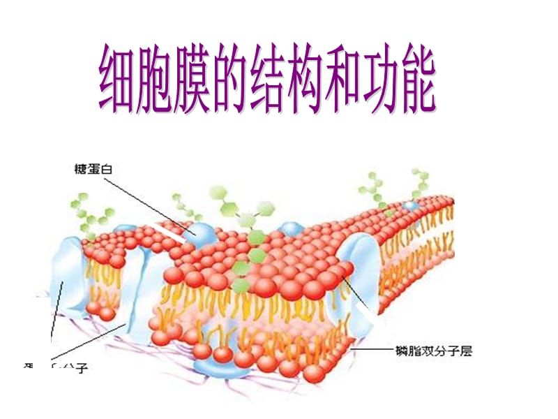 生物：《细胞膜的结构和功能》课件.ppt_第1页