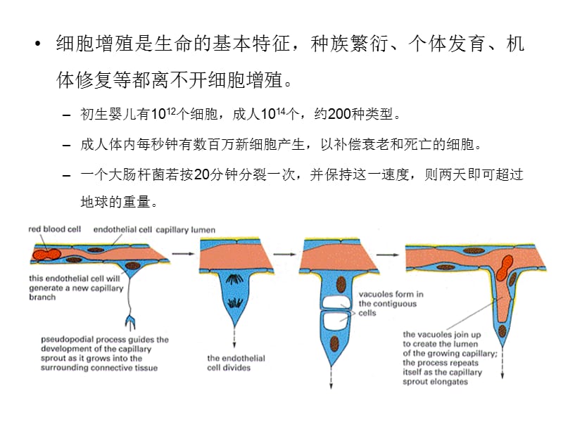 细胞生物学教程 第十三章+细胞周期.ppt_第2页